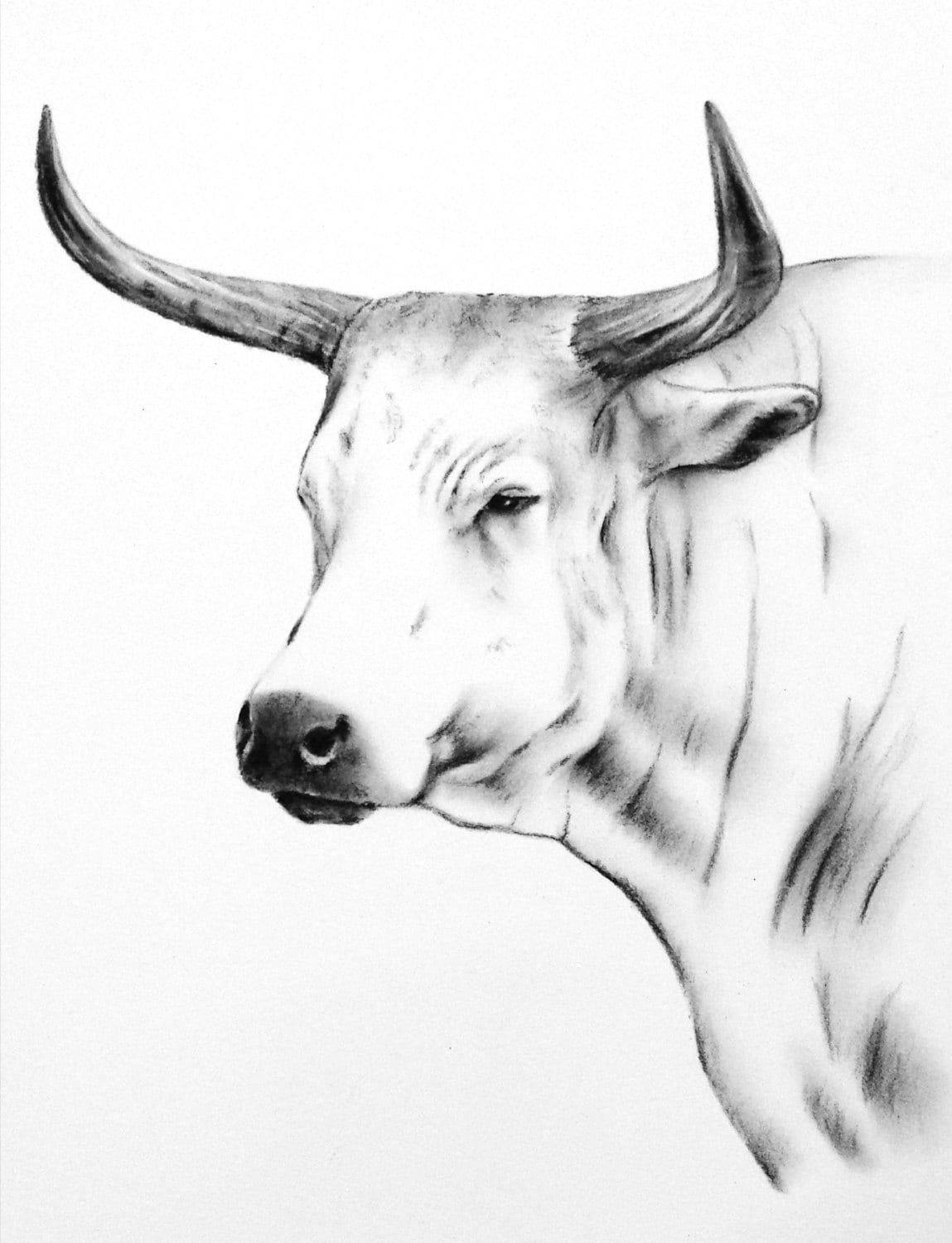 Nguni Cow Art Original Charcoal Drawing 810 Cow