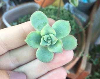 SPECIAL! Aeonium haworthii 'Pinwheel Aeonium - Succulent - Cuttings