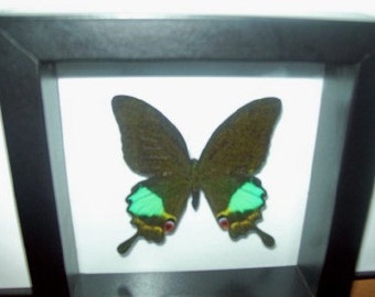 Karna Swallowtail Butterfly