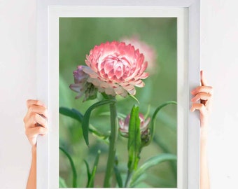 Sweet Pink Strawflower Art in Nature Photograph Digital Download Print