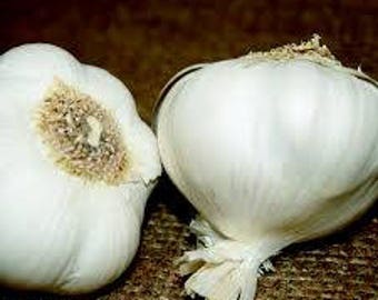 200pcs Giant Garlic Seeds Heirloom Organic Bulb Seed Home Garden Vegetable Herb