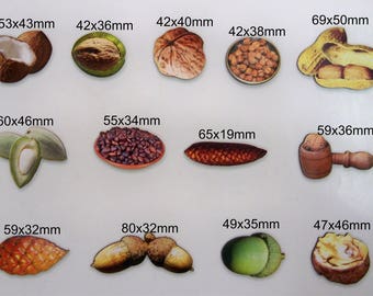 Nut, Seeds, & Shels. A collection of 13 wooden cutouts of Various nuts