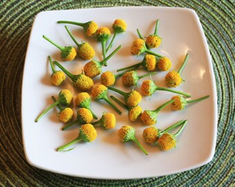 Edible Flower Buzz Button™ 50 Count