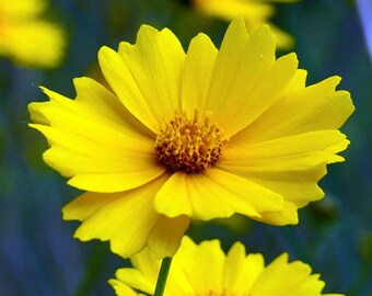 Lanceleaf Coreopsis Flower Seeds - Non-GMO, Open Pollinated, Untreated, Heirloom, Native, Flower Seeds