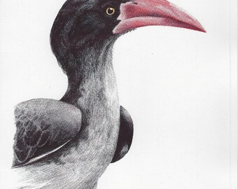 Crowned Hornbill Bird Print