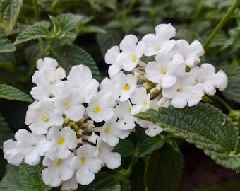Trailing White Lantana Plant
