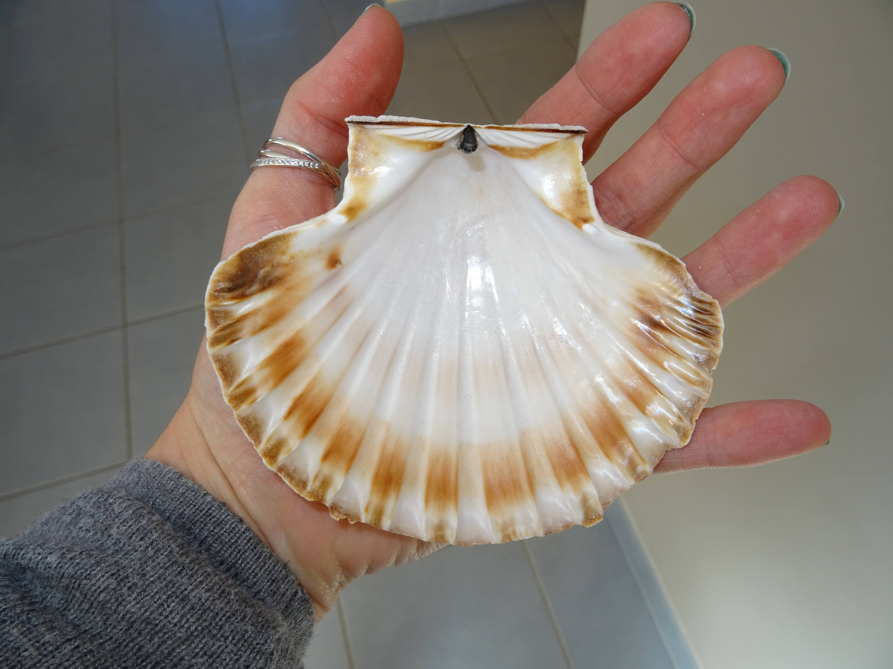 Où Acheter Des Coquilles Saint-jacques à Erquy