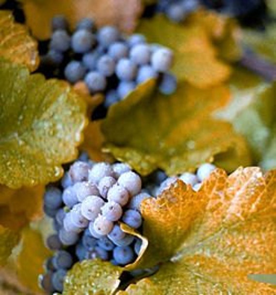 Concord Grape Seeds Fruit Vine Vitis labrusca Perennial