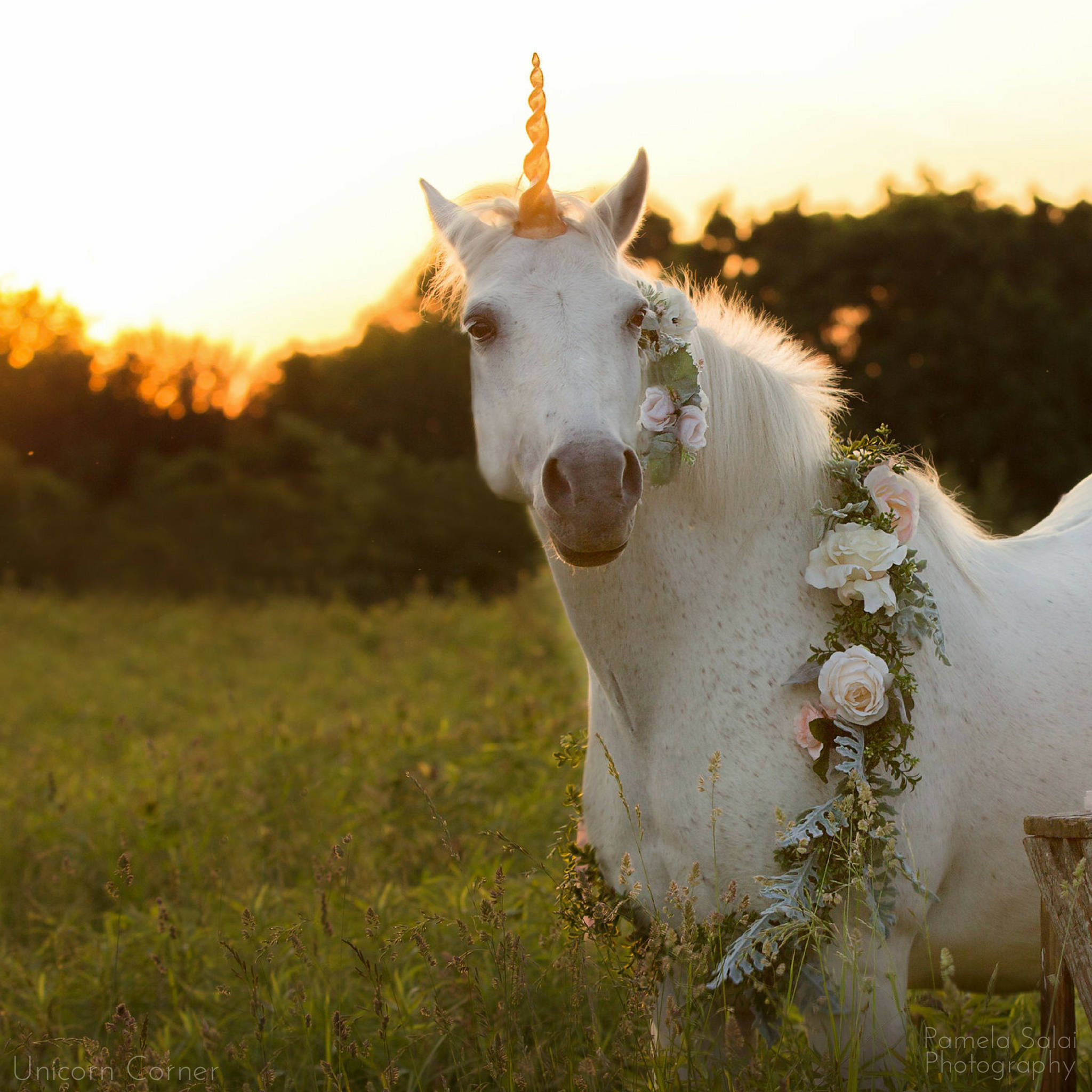 Unicorn horse costume / unicorn horn for horse / unicorn horn