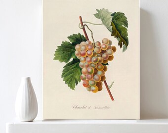 Printable Grapes Poster Botanical Illustration Grapes Print Antique Fruit Print Vintage Botanical Art Kitchen Art Decor DIY Digital Download