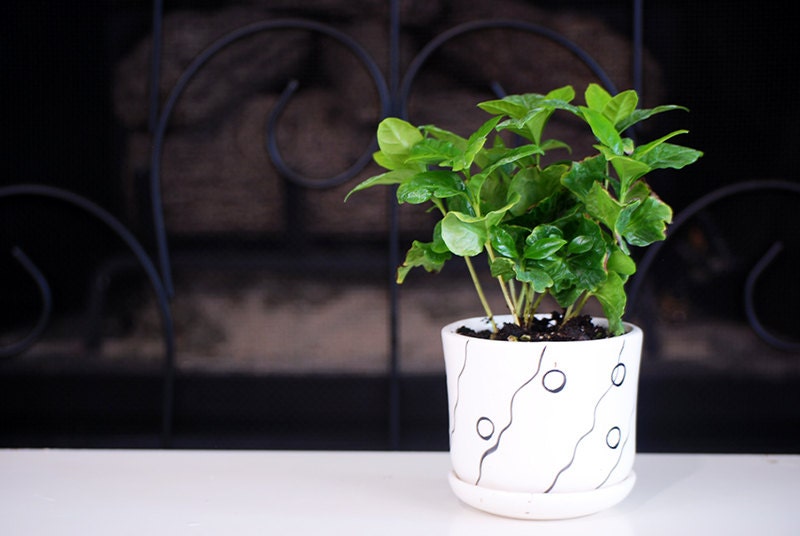 Live Arabica Coffee Plant Bonsai Indoor Bonsai Free