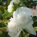 White Double Hollyhock Flower Seeds / Alcea / Perennial 30+