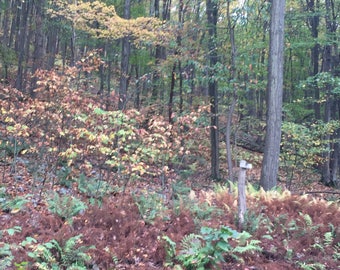 Wooded Building Lot