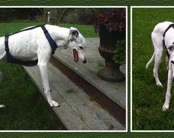 Greyhound Assistance Harness