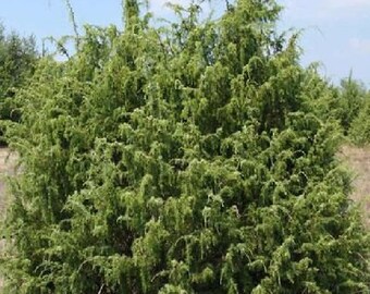 500 Common Juniper Tree Seeds, Juniperus communis