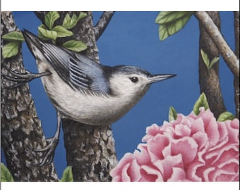 Nuthatch Bird ACEO art print