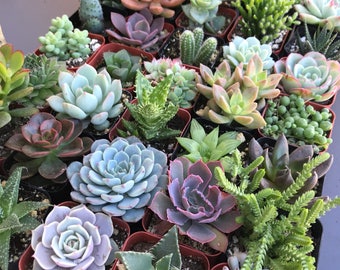 Twelve + one 2" succulents