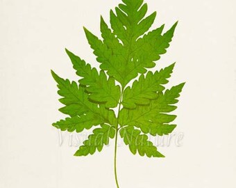 Snail Fern Art Print, Botanical Art Print, Fern Wall Art, Fern Print, Botanical Print, Home Decor, green art print