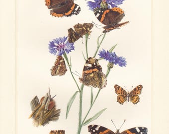 Vintage lithograph of red admiral, map, brush-footed butterflies from 1956