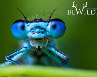 Photography Workshop - Macro and Close Ups