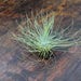 3 Argentea Air Plants - FREE SHIPPING!