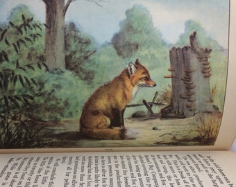 Animals, Selected from Life Histories of Northern Animals, Ernest Thompson Seton, Children's book, Nature Book, Animal book, Natural History