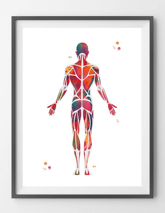 Muscular System Watercolor Print anatomy art Human Muscles