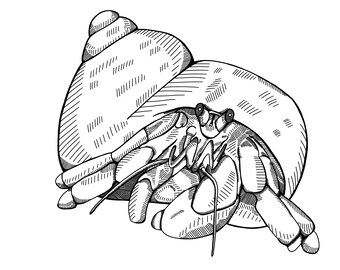 Black and White Hermit Crab