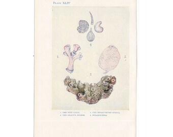 C. 1907 ANTIQUE CORAL LITHOGRAPH - original antique print - sea life marine beach ocean - coral and sponges