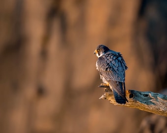 Peregrine Falcon Photo