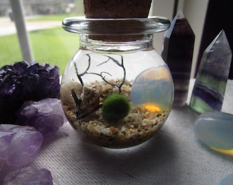Marimo Moss Ball Terrarium // Moss Ball Aquarium // Desk Top Terrarium