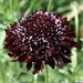 30+ Black Knight Pincushion Scabiosa / Perennial Flower Seeds