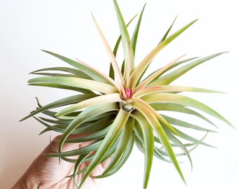 Tillandsia Velutina Air Plant