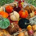 10 Mini Silk Velvet Pumpkins with Real Pumpkin Stems - #1734