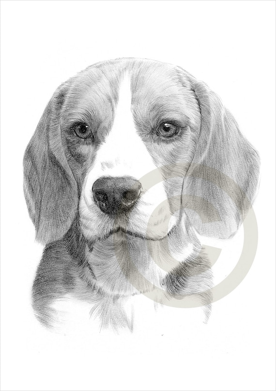 Hund Beagle Bleistiftzeichnung Drucken A4Größe Kunstwerk