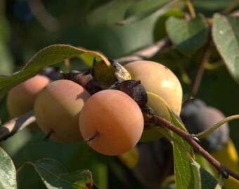 50 Seeds Date Plum Seeds , Diospyros lotus Seeds