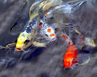 Koi fish frenzy, koi, fish, pond,