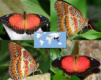 Supplies for your artworks - dried real butterfly insects: 5 pieces Cethosia biblis, UNMOUNTED AA, A quality
