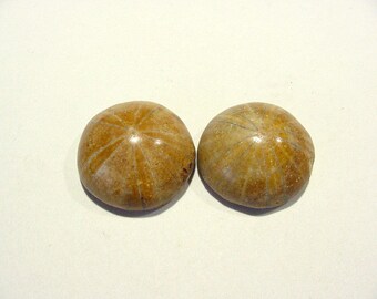 Pair Fossil Sand Dollar, Sea Urchin, Polished Cabs, Madagascar Collectible Jewelry Supply 20mm 16T151 L