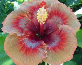 WBML 10+++ MIX Hybrid Tropical Hibiscus Flower Seeds,China Rose Hibiscus Rosa-Sinensis seed,Tropical Flower seed,rare seed