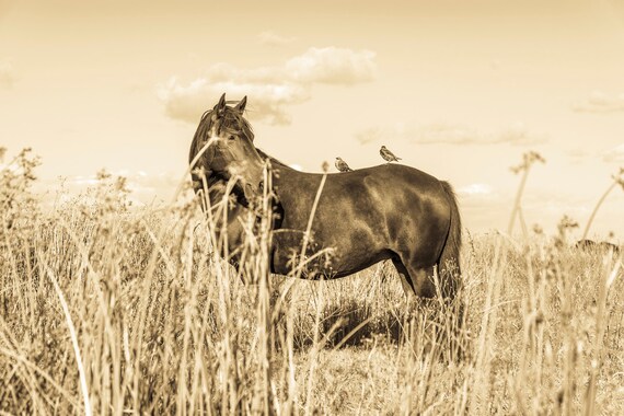 HORSE AND BIRDS. Horse Print, Equine Print, Photographic Print, Limited Edition Print