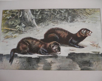 ANTIQUE 1907 Le Putois Skunk Polecat signed animal print Chromolithograph P Mahler German artist Collectors item Birthday gift Authentic