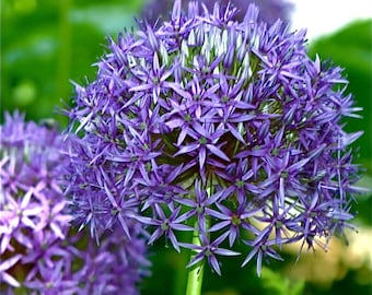 Agapanthus Plant, Lily Of The Nile, Perennial Blue/Purple Flowers - 2 Healthy Rooted Seedling Plants
