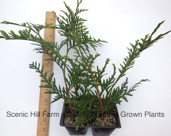 Green Giant Thuja (Cedar/ Arborvitae) 12-18 Inches Tall - 4 potted plants
