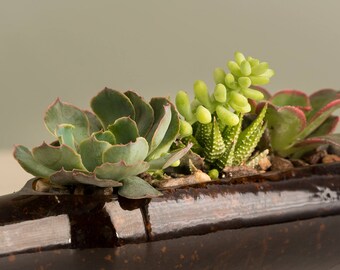 Premium Living Beer Bottle Succulent Planter