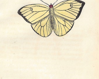 The Statirian Butterfly (Brazil). Antique engraving with original hand-colouring, circa 1832