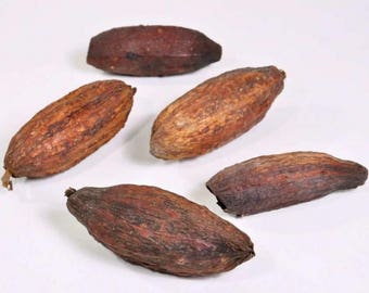 Cacao pods - natural dried pod coco - brown - 12-18cm