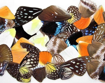 50 pieces A1 perfect quality real assorted butterfly and moth wings wholesale lot mix