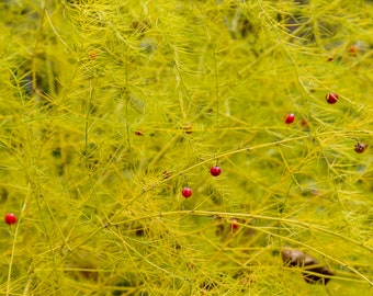 Fall Asparagus