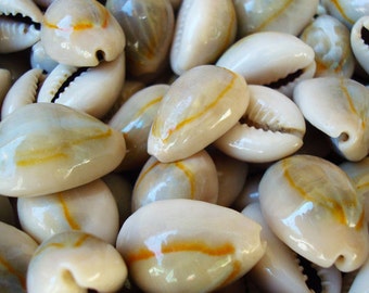 Ringtop Cowries Case Pack 100